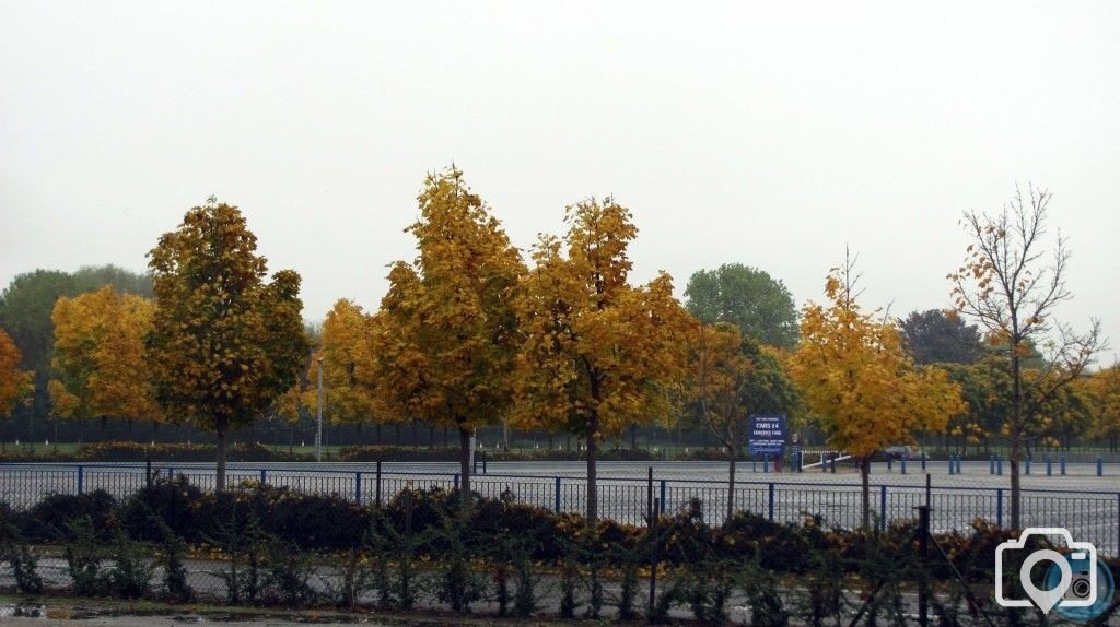 autumnal trees