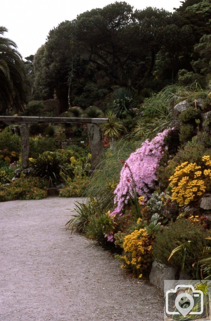 Azaleas, Tresco Gardens, Scilly