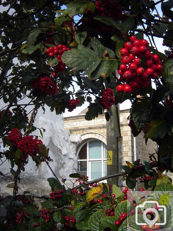 Bank and Berries