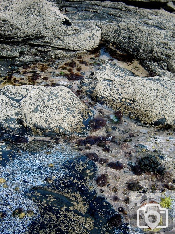 Barnacles 2