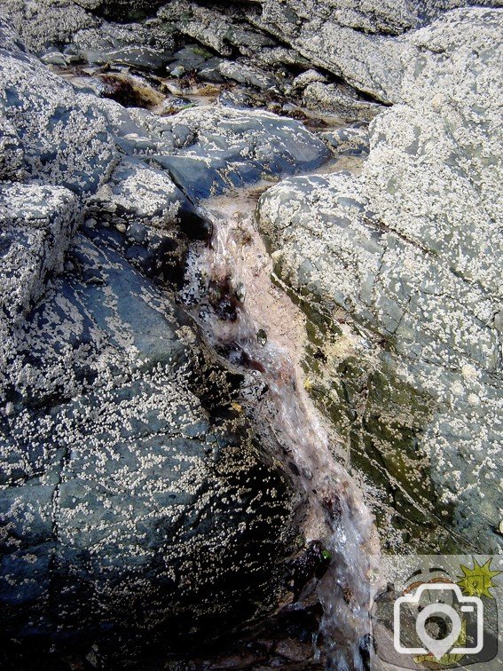 Barnacles