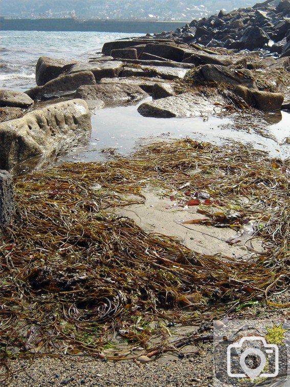 Beach Weed
