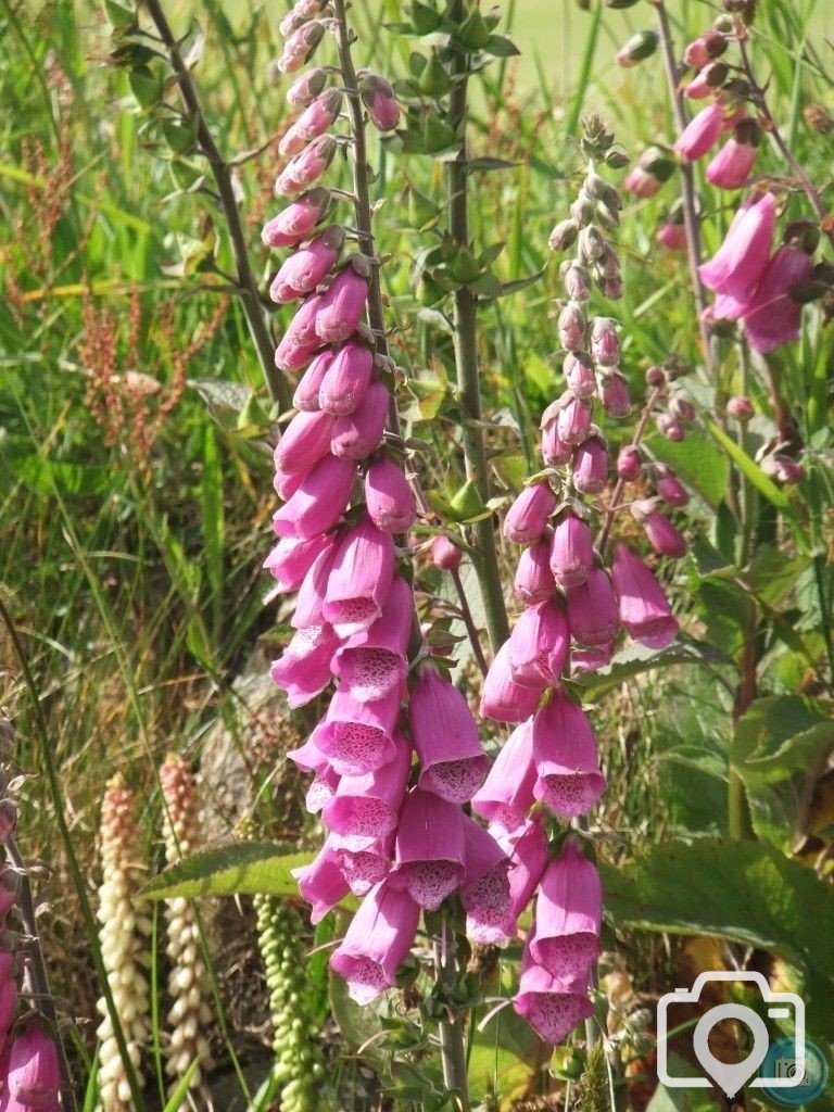 beautiful foxgloves