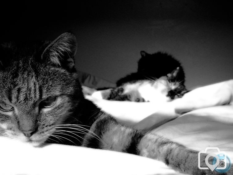 Bed Cats 01