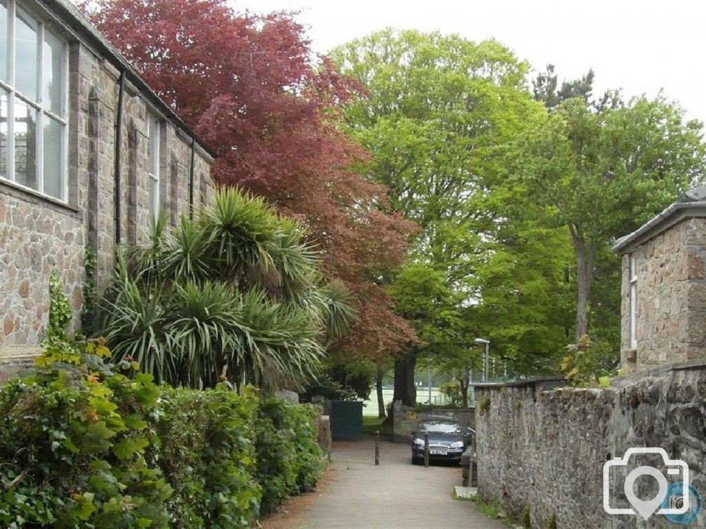 BEECH TREE R.I.P. NOV., 2012 - PENLEE PARK