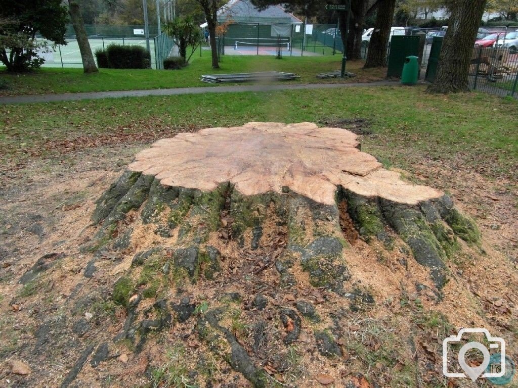 BEECH TREE R.I.P. NOV., 2012 - PENLEE PARK