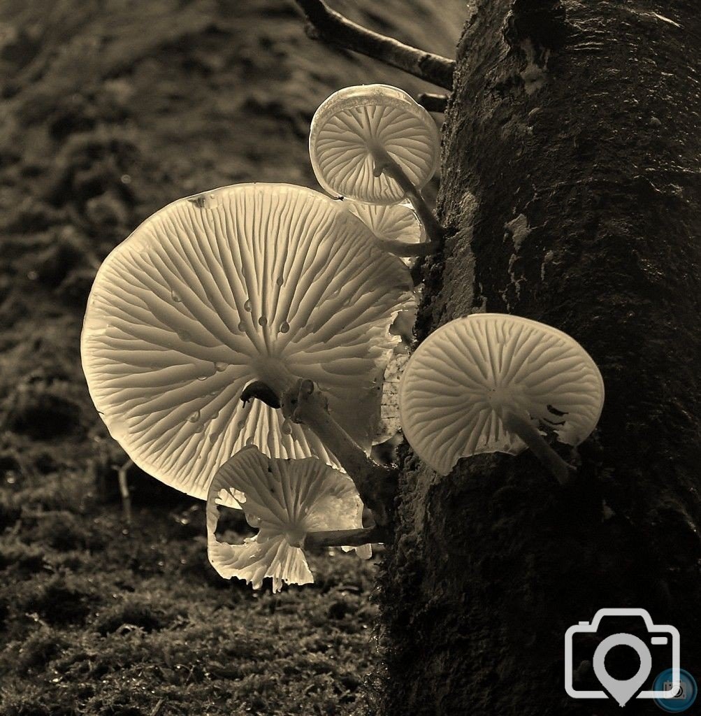 Beneath The Canopy