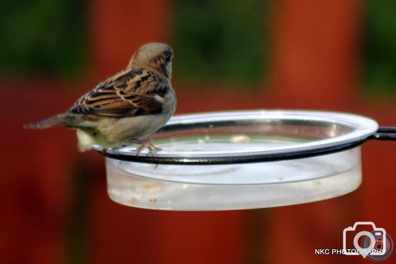 bird bath