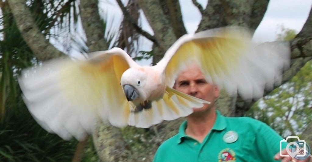 Bird in flight at Paradise Park