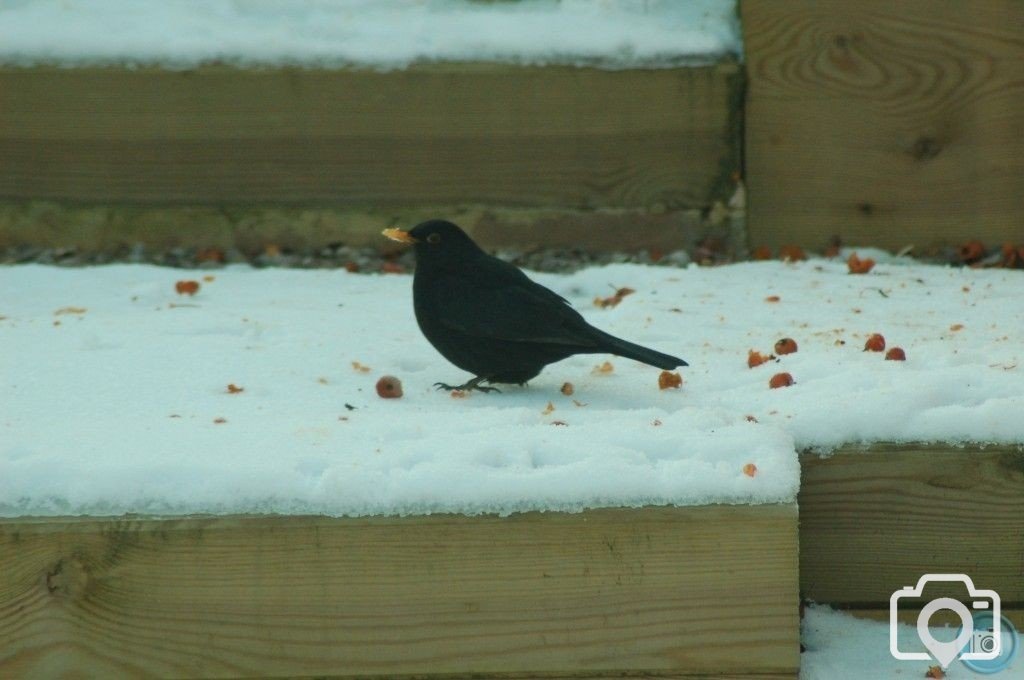 birds