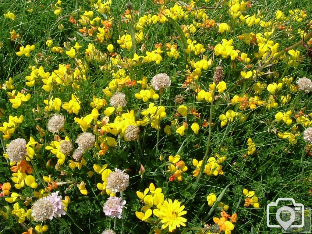 Birdsfoot trefoil (lotus corniculatus) - 6/06/06