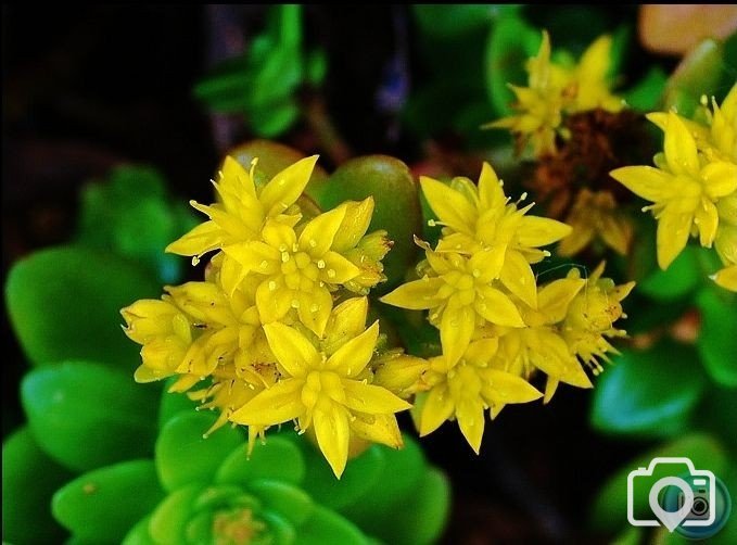 Biting Stonecrop