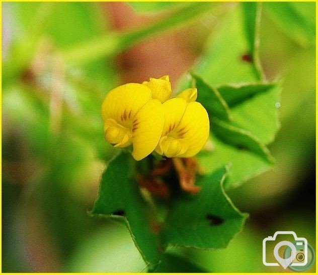 Black Medick