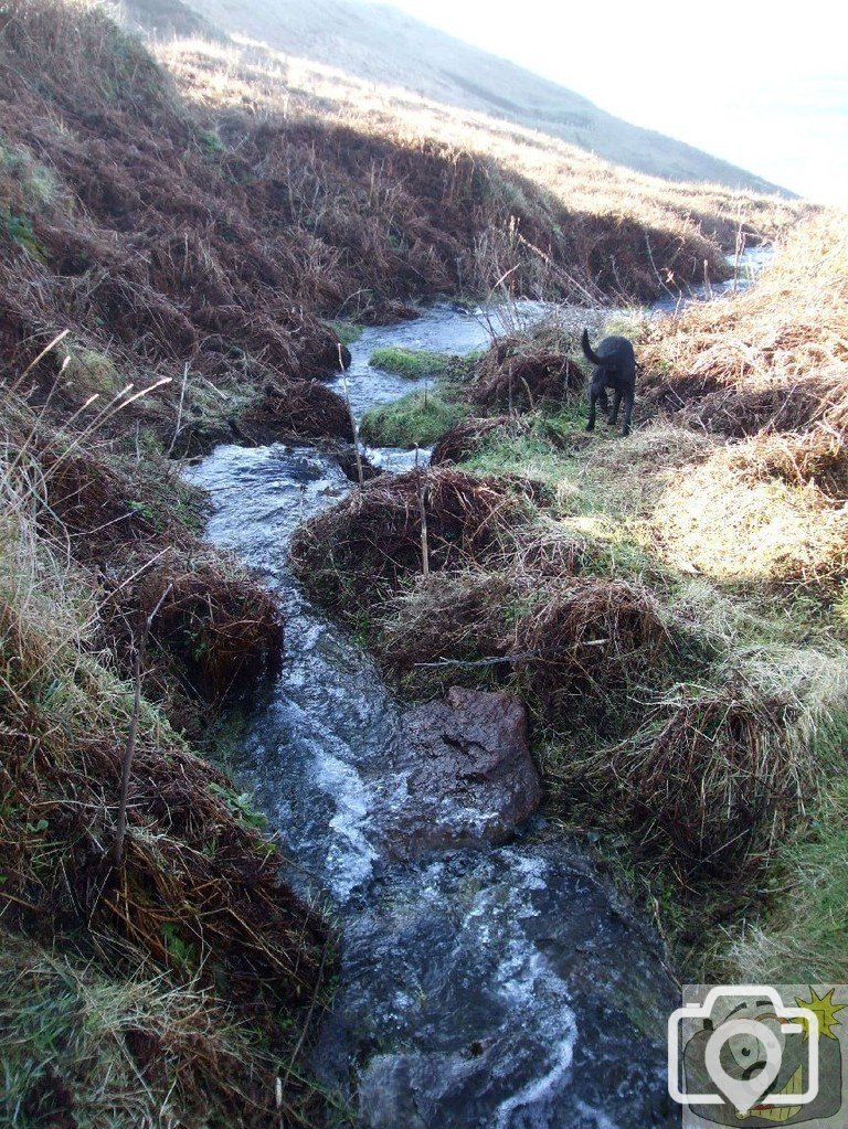 Black panther? The stream, from a spring at Pendeen Gate