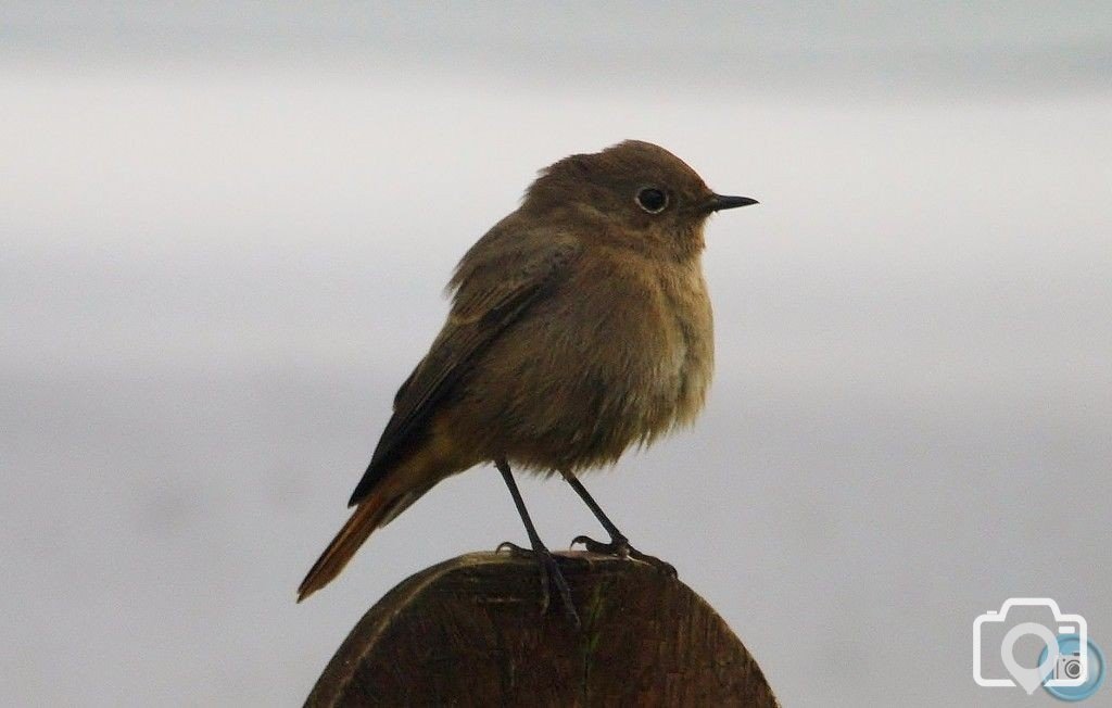 Black Redstart (female)