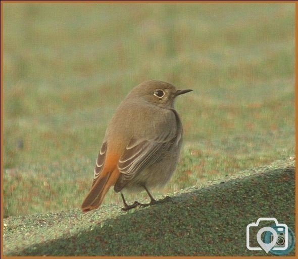 Black Redstart (female)