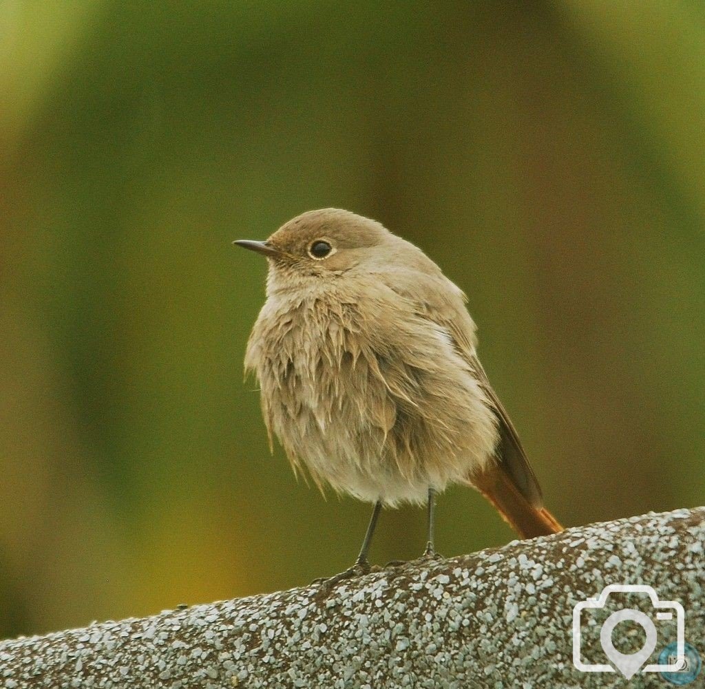 Black Redstart