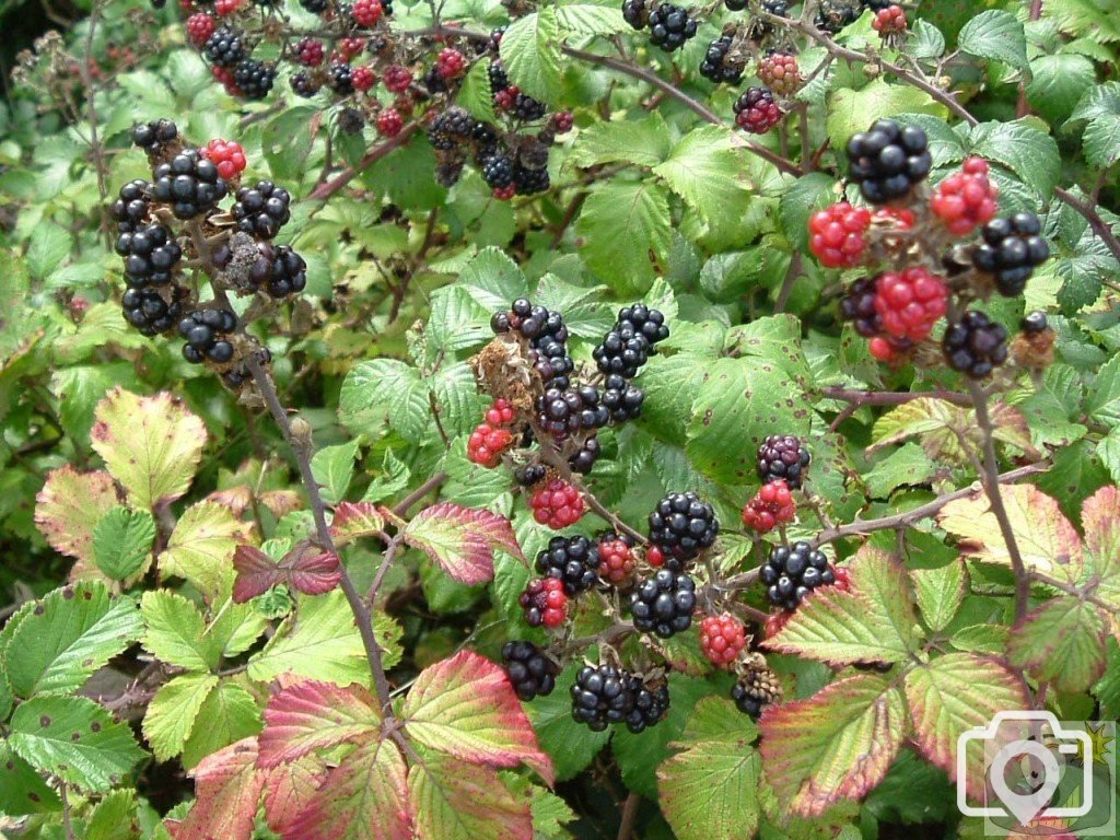 blackcurrants and bramble