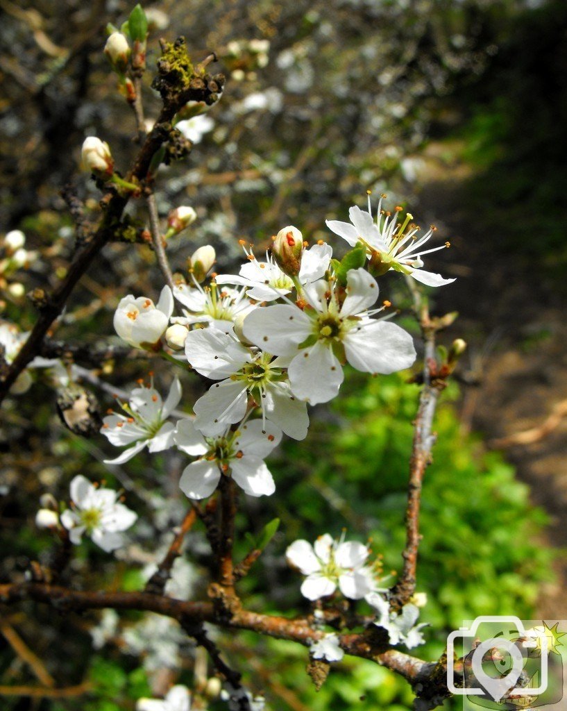 Blackthorn