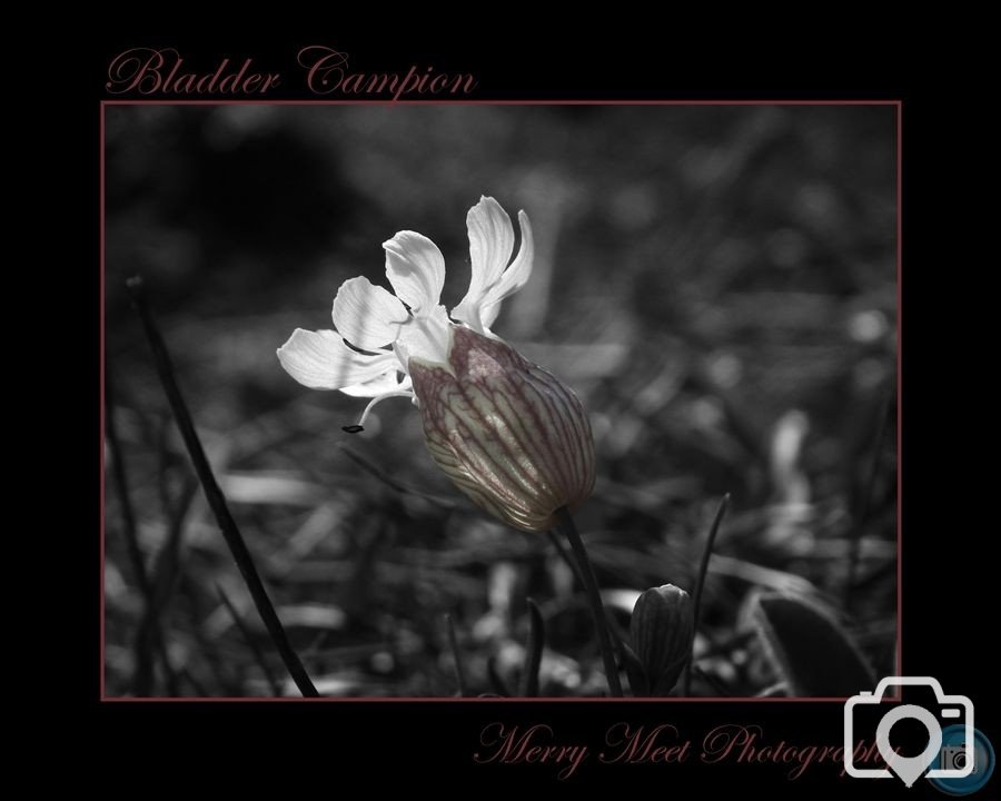 Bladder Campion 2