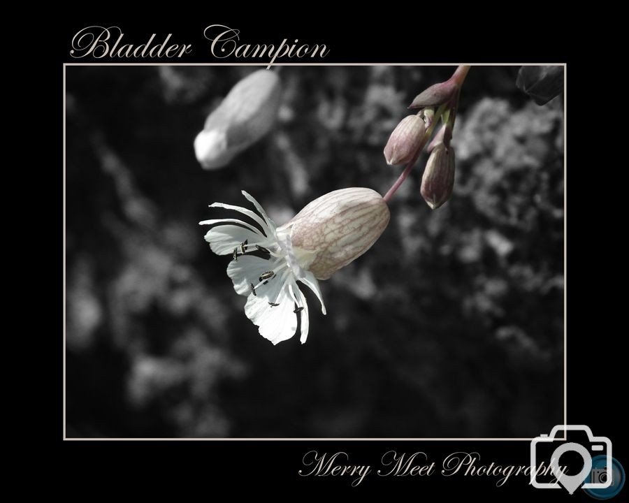 Bladder Campion