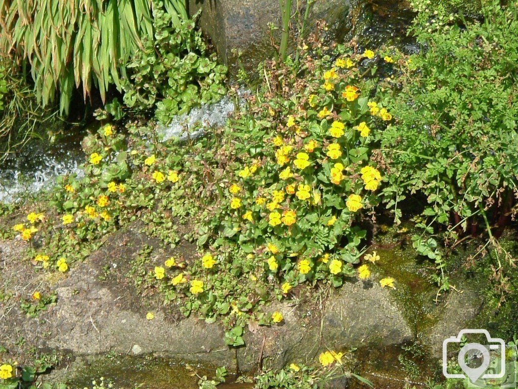 Blood-drop emlets (Mimulus luteus) - a variety of monkey flowers