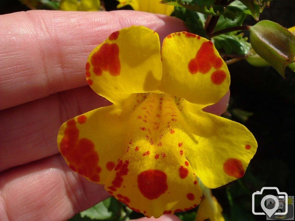 Blood-drop emlets (Mimulus luteus) - a variety of the monkey flower