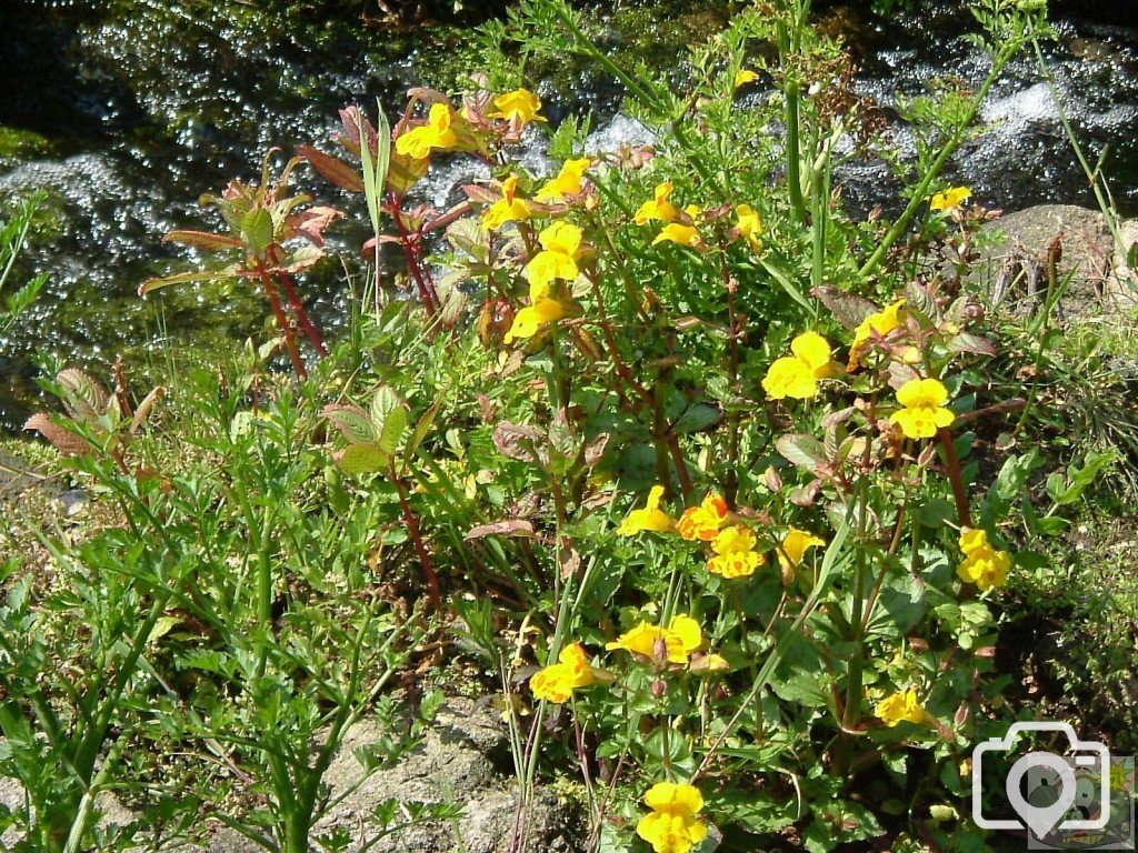 Blood drop emlets (Variety of monkey flower)