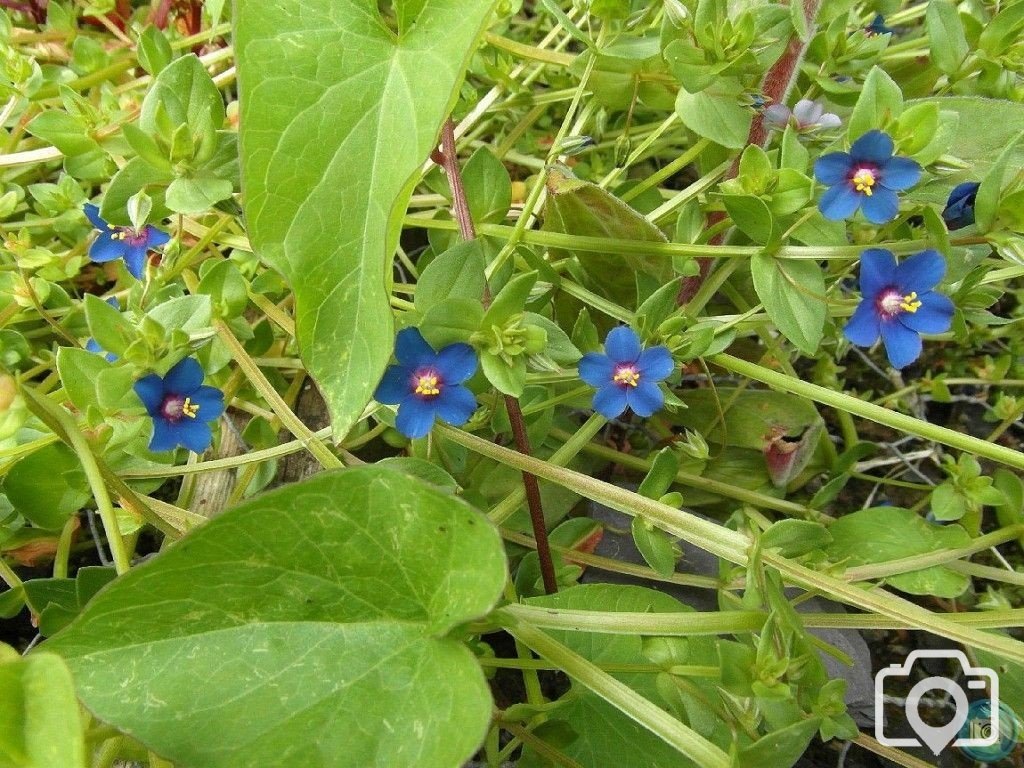 Blue Scarlet Pimpernels, Barwis Hill -