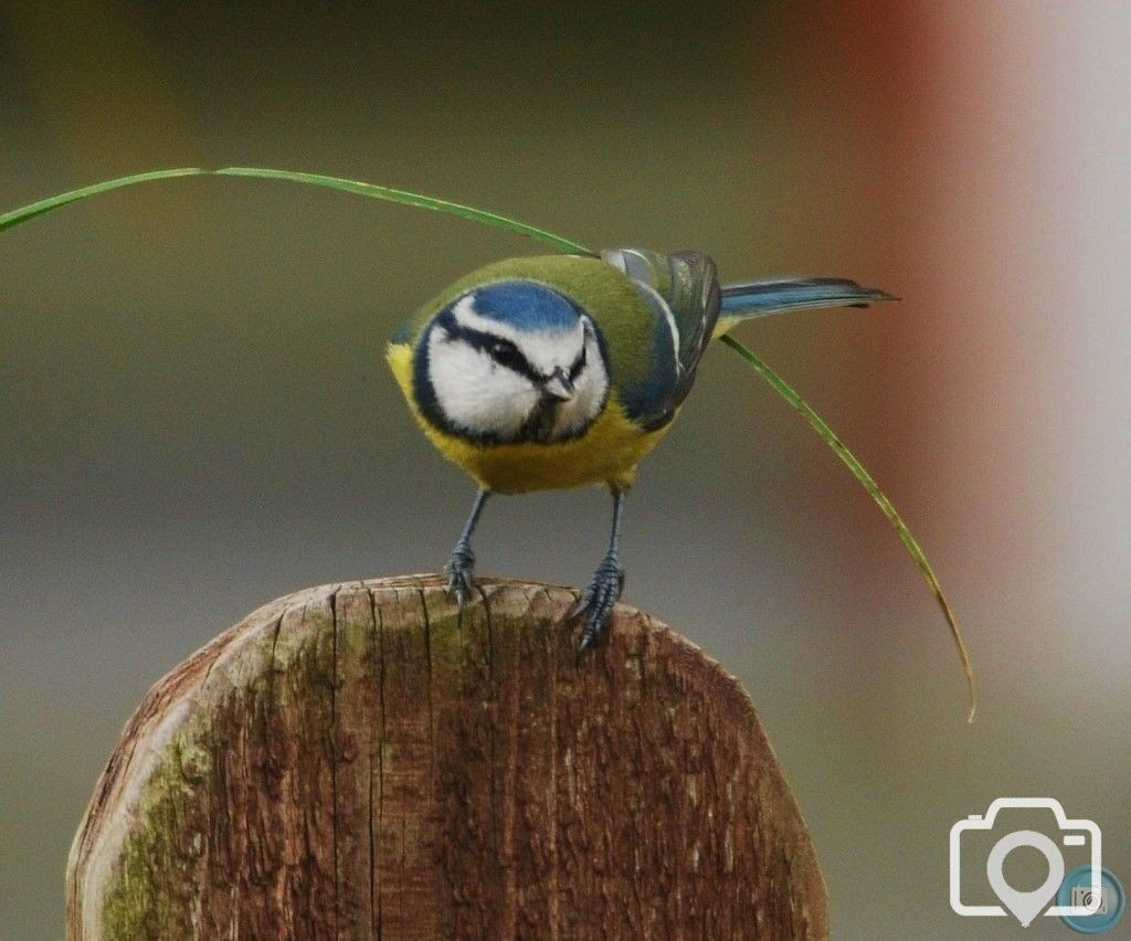 Blue Tit