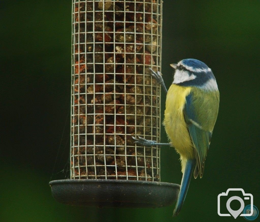 Blue Tit