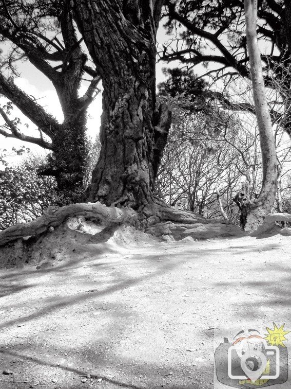 Bluebell Dell 004