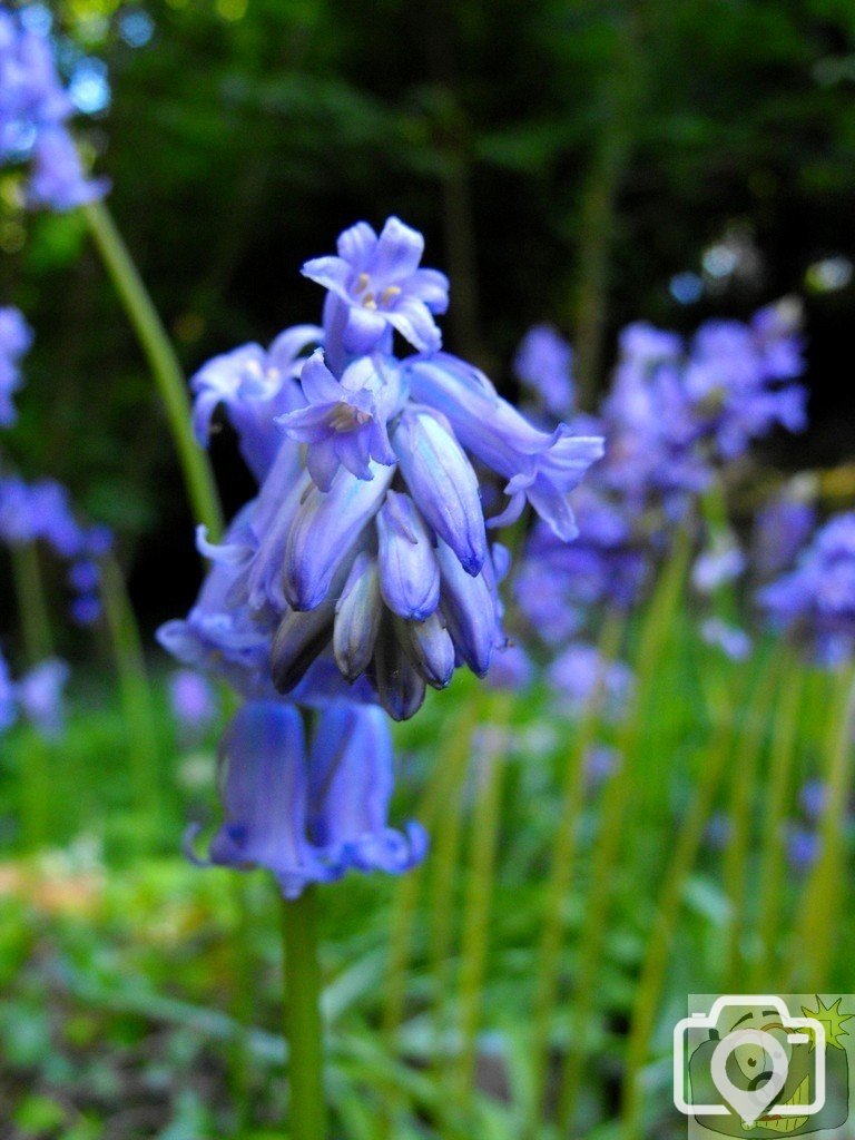 Bluebell