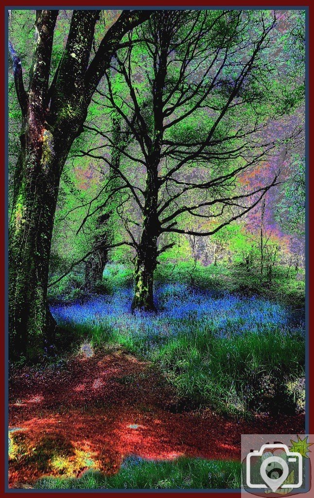 BLUEBELLS