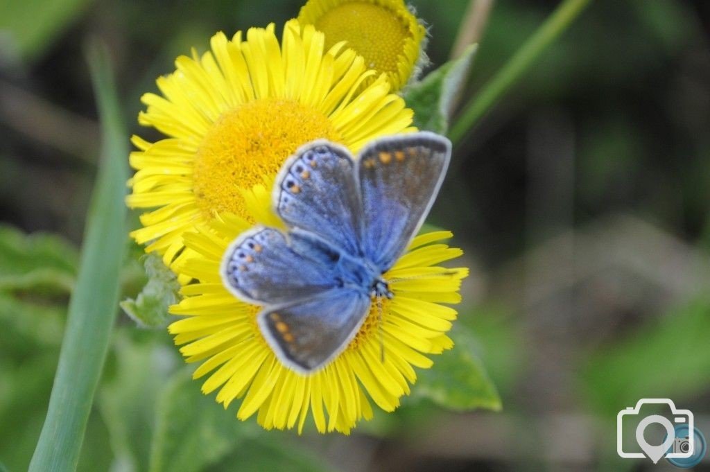 blueboy on yellow