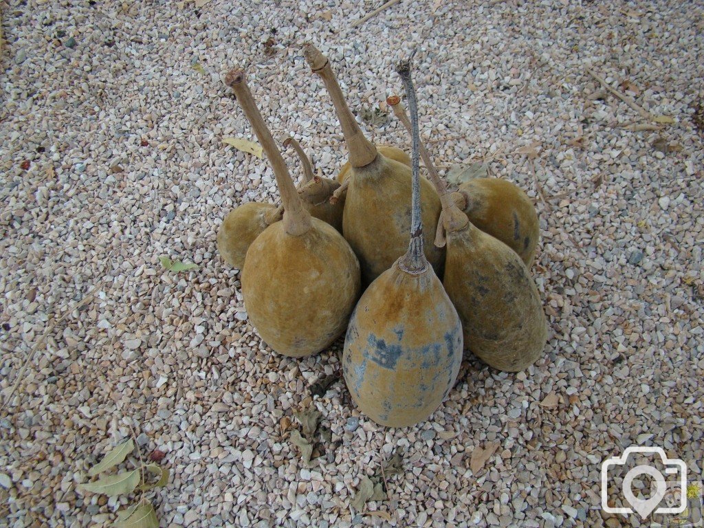 Boabab seeds, from the only trees of those type in Oman, growing in a valle