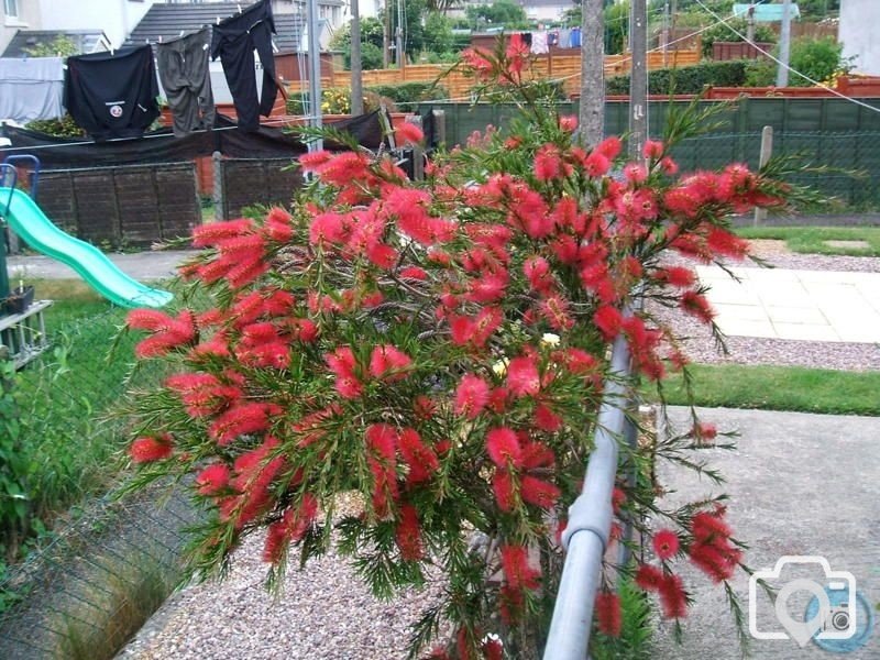 Bottle Brush