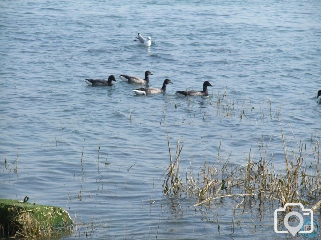 Brent geese