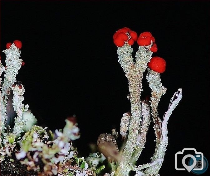 British Soldiers Lichen