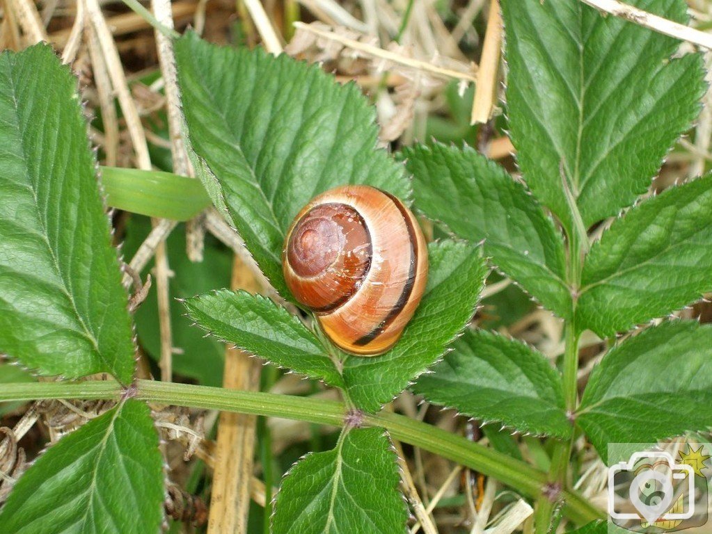 Brown-lipped snail - 28April10
