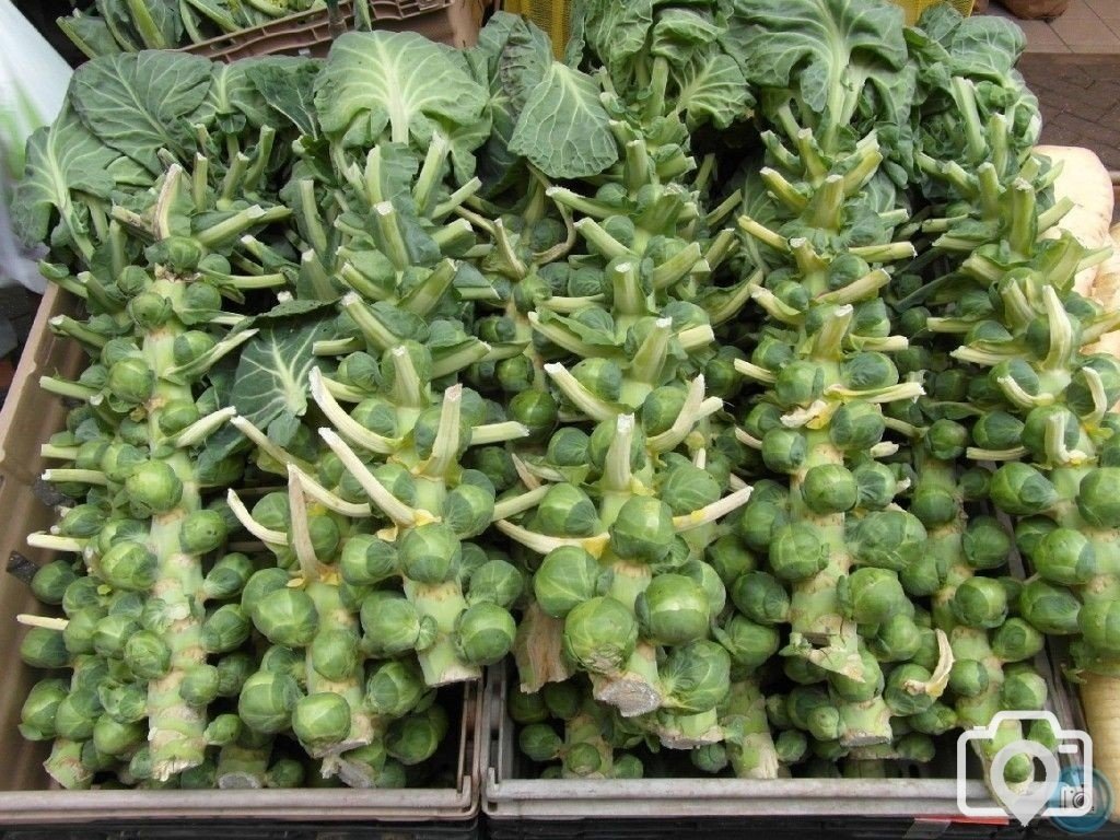 BRUSSELS SPROUTS