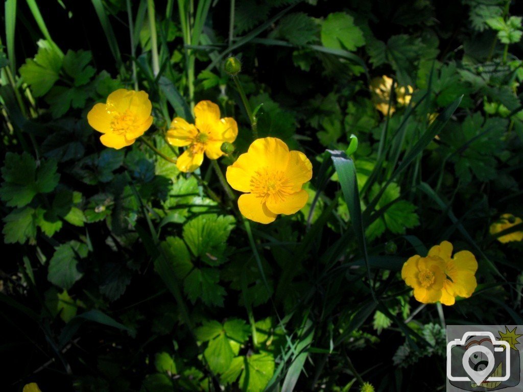 Buttercup