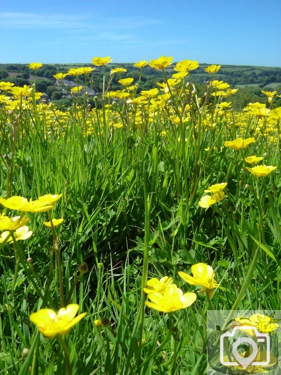 Buttercups 001