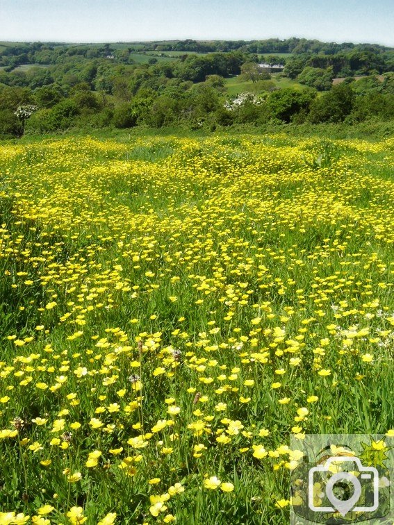 Buttercups 002