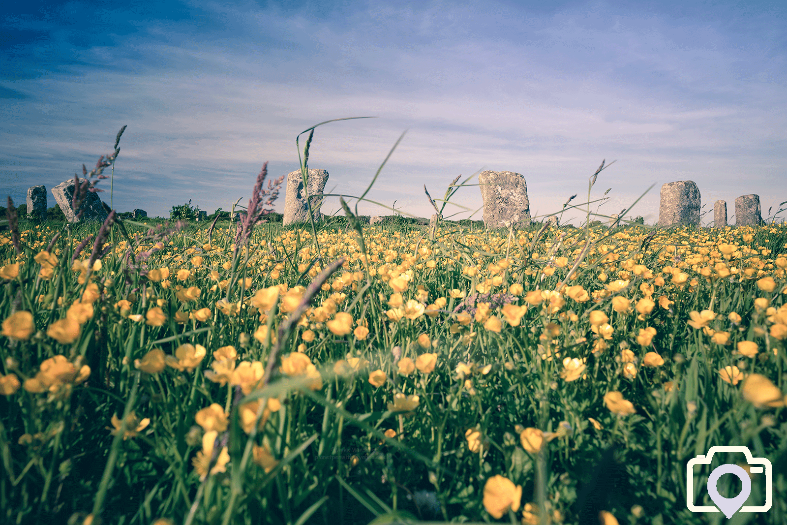 Buttercups By The Merry Maidens