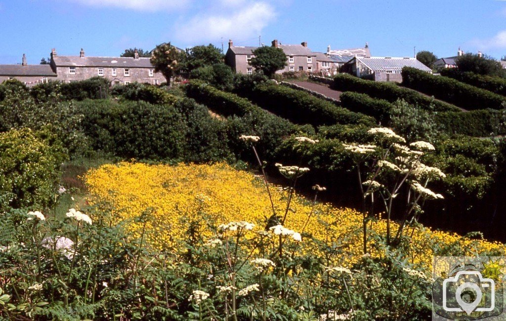 Buttercups in a meadow on embarcation at St Martin's, 1977