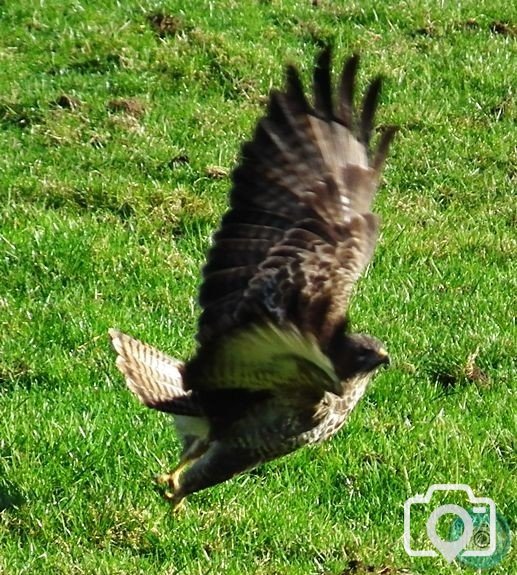 Buzzard in Kenidjack 2