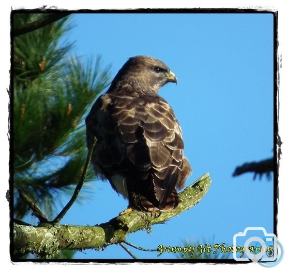 Buzzard in Kenidjack