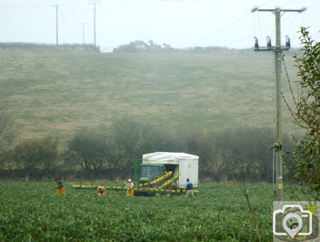 Cabbage Cutters - Paul/Mousehole