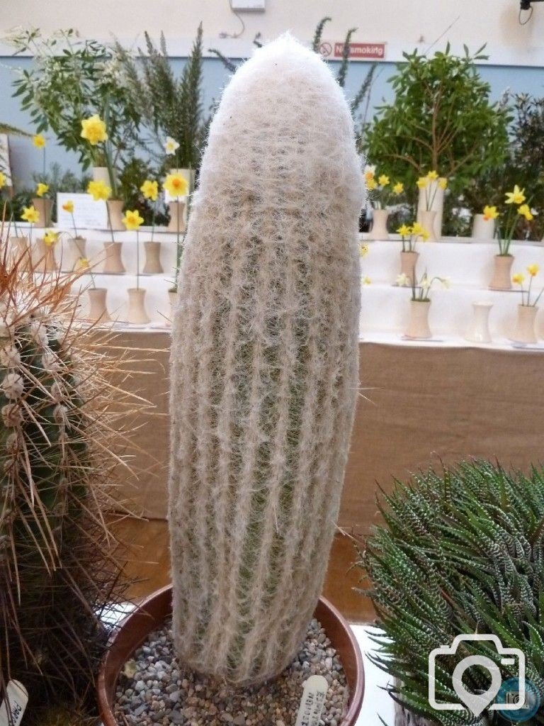 Cactus or Furry Zeppelin?